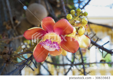 Sala flora or Shorea robusta flower  30633663