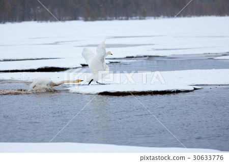 Swans on partially frozen lake Swans on partially frozen lake 30633776