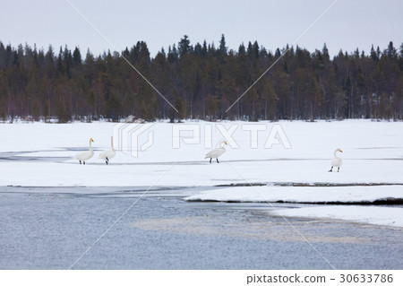 Swans on partially frozen lake Swans on partially frozen lake 30633786