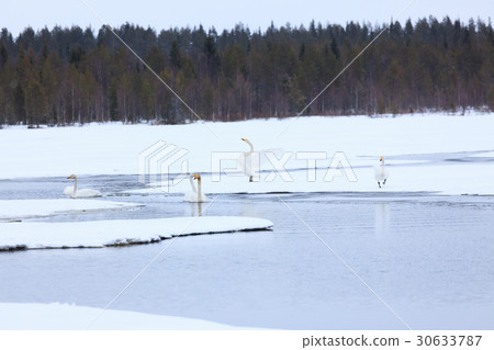 Swans on partially frozen lake Swans on partially frozen lake 30633787