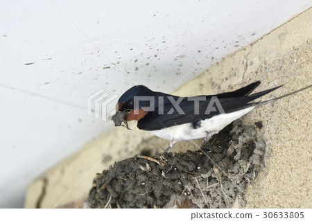 Making a swallow's nest Making a swallow's nest 30633805