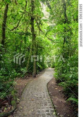 Stone path in rainforest Monteverde Costa Rica 30633895