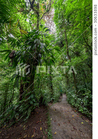 Stone path in rainforest Monteverde Costa Rica Stone path in rainforest Monteverde Costa Rica 30633898