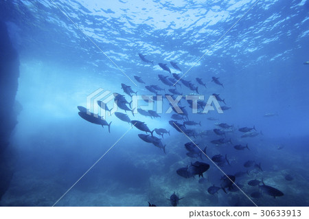 金槍魚洞的iso-mugros部落 30633913