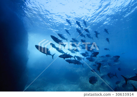 Horde of iso-mugros of tuna holes 30633914