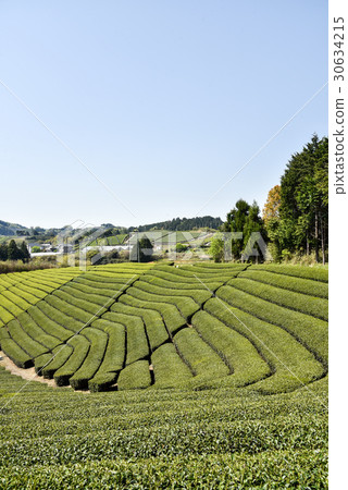 在Wakki鎮的茶園Mayagi生產Uji茶的區域 30634215