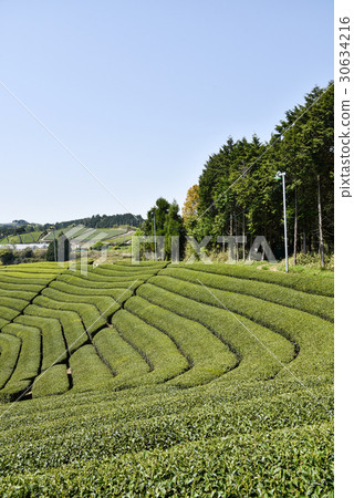 在Wakki鎮的茶園Mayagi生產Uji茶的區域 30634216