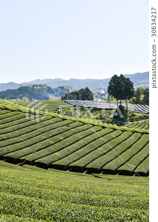 在Wakki鎮的茶園Mayagi生產Uji茶的區域 在Wakki鎮的茶園Mayagi生產Uji茶的區域 30634217