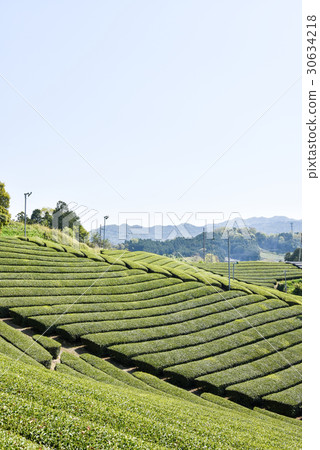 在Wakki鎮的茶園Mayagi生產Uji茶的區域 30634218