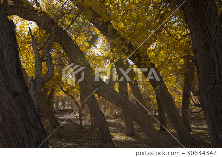 Poplar tree in autumn season 30634342