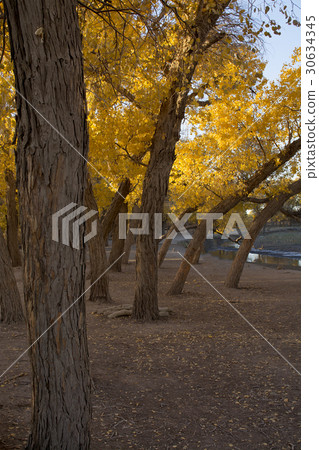Poplar tree in autumn season 30634345