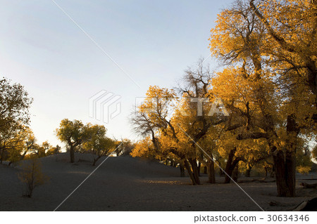 Poplar tree in autumn season 30634346
