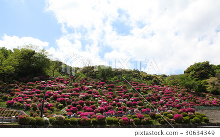 杜鵑花在踢 30634349