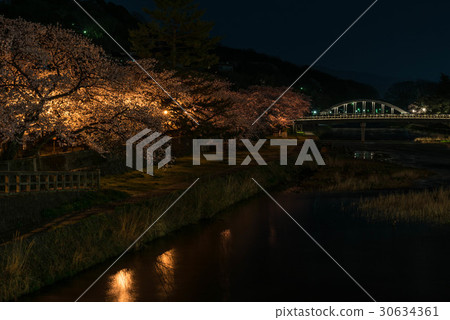 Cherry trees at Asano River at night 30634361