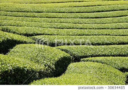 A beautiful geometric pattern seen in the tea field of Uji tea, the tea plantation in Wakaku Town A beautiful geometric pattern seen in the tea field of Uji tea, the tea plantation in Wakaku Town 30634485