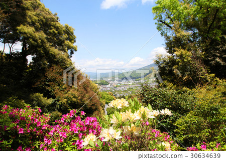 杜鵑花在上升kirenge杜鵑花 30634639