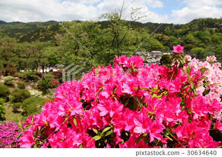 杜鵑花在踢 30634640