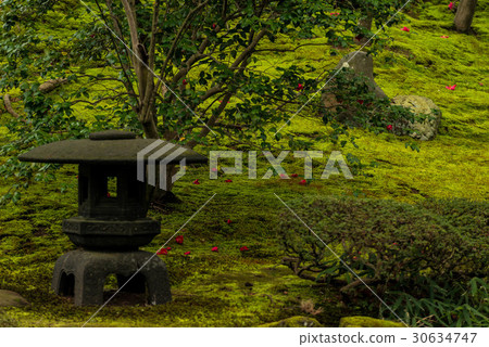 山茶花園的山茶花 山茶花園的山茶花 30634747