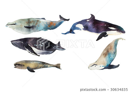 Watercolor whales Hand drawn illustration on white Watercolor whales Hand drawn illustration on white 30634835