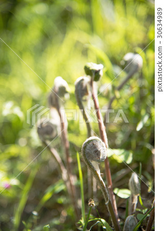 Warabi在春天的領域 30634989