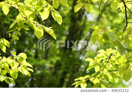 Fresh green of persimmon tree Fresh green of persimmon tree 30635232
