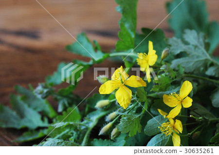 Celandine essential with flower and leaves on Celandine essential with flower and leaves on 30635261