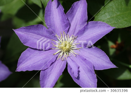 Clematis 30635396