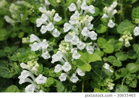 Skullcap Skullcap 30635463