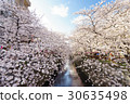 Cherry blossoms of Meguro River 30635498