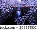 Cherry blossoms of Meguro River 30635500