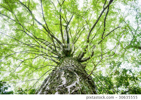 Ginkgo tree, ecology 30635555