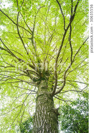 銀杏，生態學 30635556