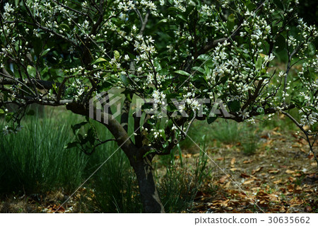 Spring mandarin orchard 30635662