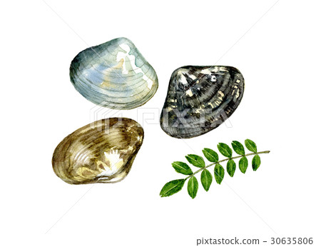 阿薩米水彩插圖 30635806