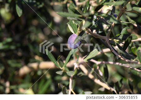 Olive branch on green background Olive branch on green background 30635855