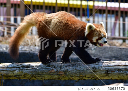 一個動物園 30635870