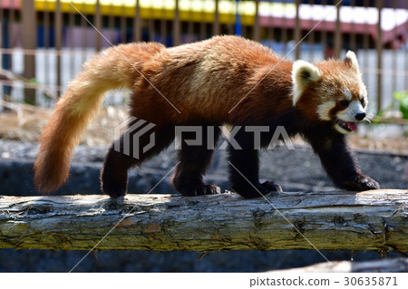 一個動物園 30635871