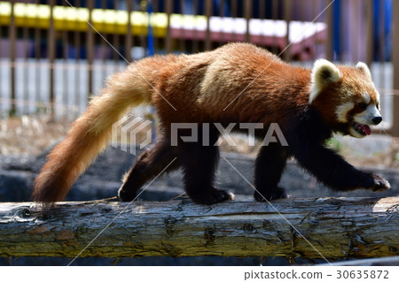 Zoo  30635872