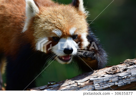 一個動物園 30635877