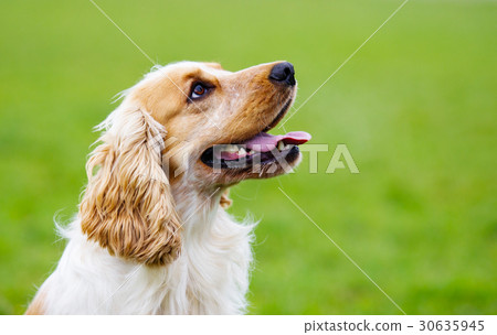 Portrait of a spaniel dog looking sideways Portrait of a spaniel dog looking sideways 30635945
