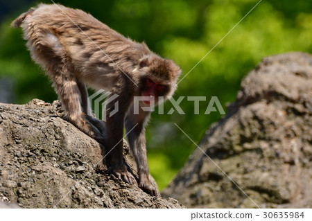 一個動物園 30635984