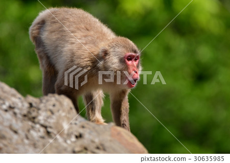 一個動物園 30635985