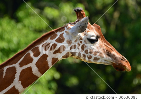 Zoo Zoo 30636083