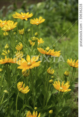 金光菊花 30636228