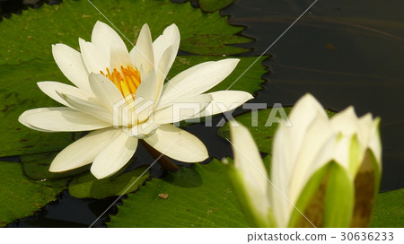 睡蓮花語是純潔 30636233