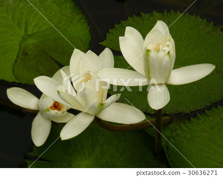 睡蓮花語是純潔 30636271