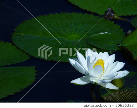 睡蓮花語是純潔 30636388