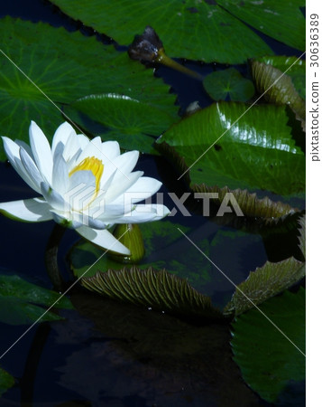 睡蓮花語是純潔 30636389