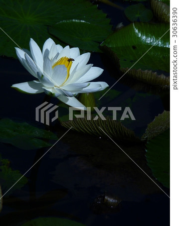 睡蓮花語是純潔 睡蓮花語是純潔 30636390