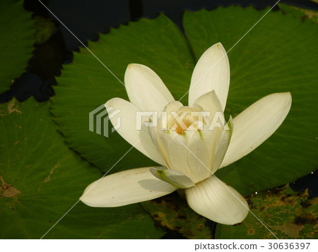 睡蓮花語是純潔 30636397